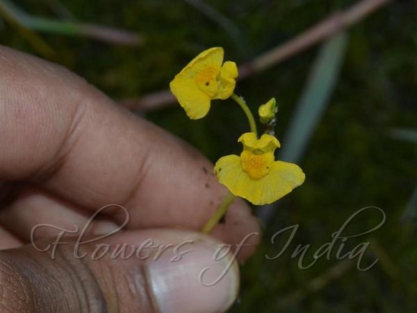 Yellow Bladderwort
